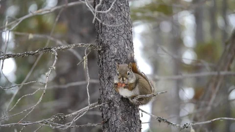 Squirrel Munches Nut High in a Tree in Winter Snow before Scampering Off Stock Footage 119705454