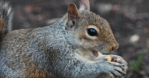 A squirrel munches on a peanut Video stock 128093365