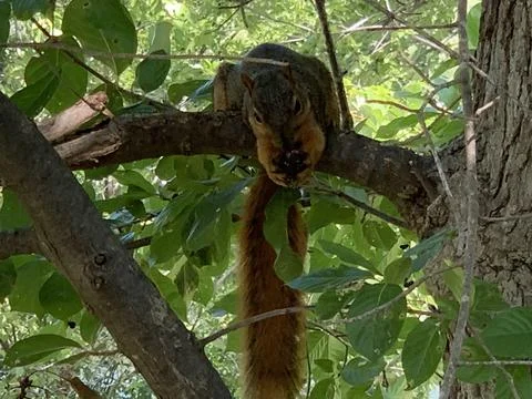 Squirrel munching on an acorn Stock Photos