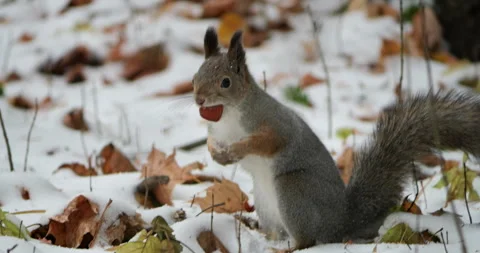 Squirrel munching on a hazelnut in slow motion captures a charming winter scene. Stock Footage 290455362