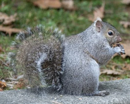 Squirrel munching on a nut in a park during autumn afternoon Stock Photos