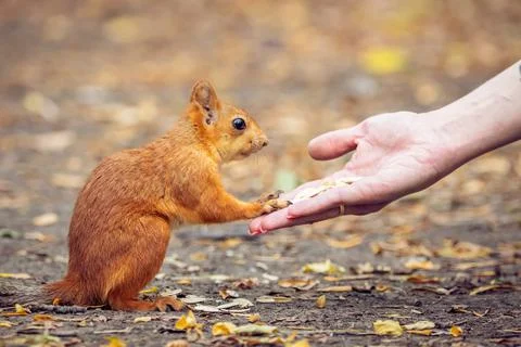 Squirrel in the natural environment. Stock Photos