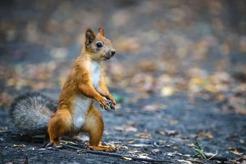 Squirrel in the natural environment. Foto stock