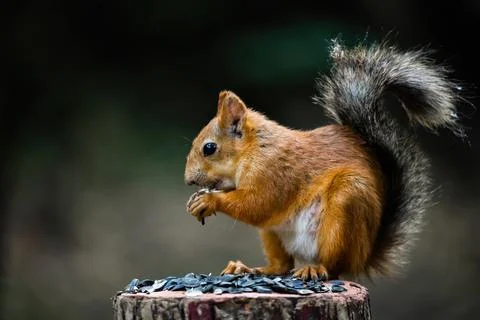 Squirrel in the natural environment. Stock Photos