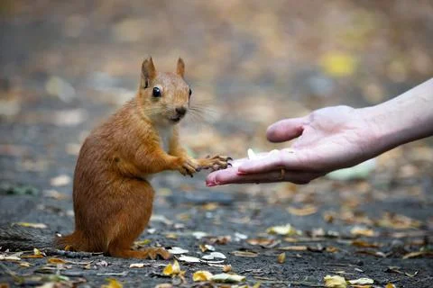 Squirrel in the natural environment. Stock Photos