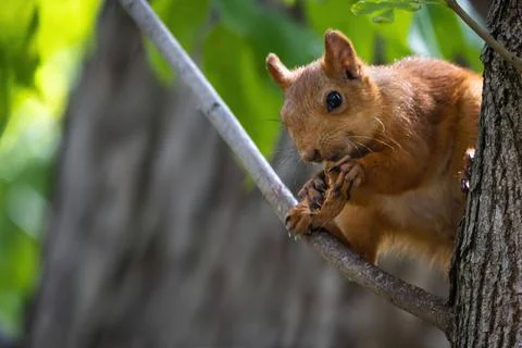 Squirrel in the natural environment. Stock Photos