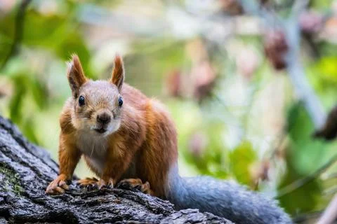 Squirrel in the natural environment. Stock Photos