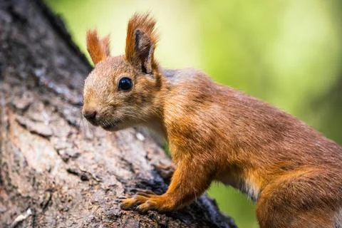 Squirrel in the natural environment. Stock Photos