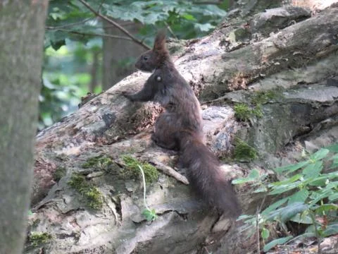 Squirrel in Nature Stock Photos