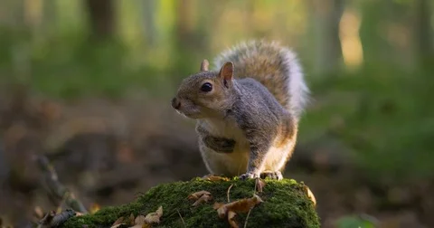 Squirrel in Nature on Rock Looking Straight at Camera Stock Footage