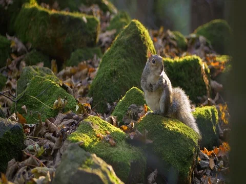 Squirrel in Nature on Rocks with Green Moss 動画素材 82159350