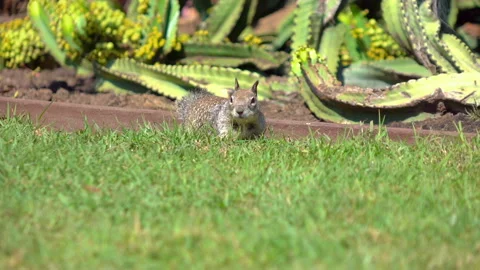 Squirrel in nature in slow motion 120fps Video stock 166097763