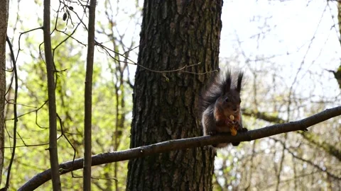 A squirrel on a navetka eats a nut Stock-Footage 188886341