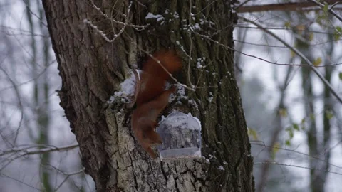 Squirrel near feeder on tree in winter. Winter wildlife concept Stock Footage 279686579