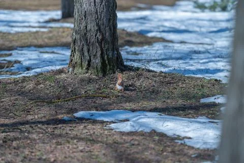 Squirrel near pine trunk foraging moss and seeds among melting snow patches,  Stock Photos