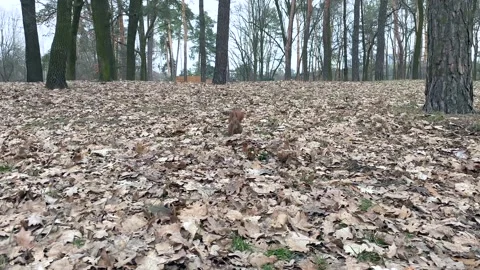 A squirrel near a pine trunk gnaws a nut thrown to its side. Stock Footage 259159343