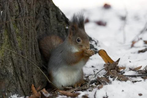 Squirrel near a tree Stock Photos