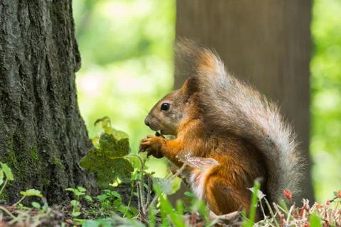Squirrel near a tree Stock Photos