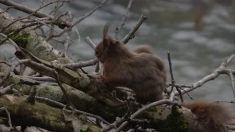 Squirrel nearby of a stream Stock Footage 172258244