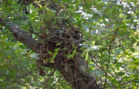 Squirrel Nest Stock Photos