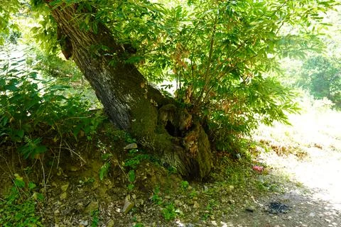 Squirrel nest in tree, carved tree Stock Photos
