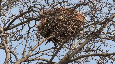 Squirrel nest in a tree winter Stock Footage 106419675