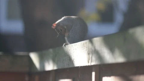 Squirrel Nibble Video stock 90863689