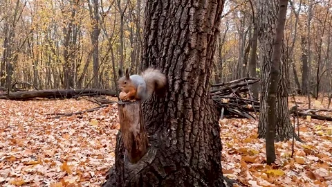 A squirrel nibbles a nut in the autumn forest Video stock 288736547