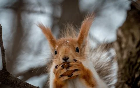 Squirrel nibbles a nut Stock Photos
