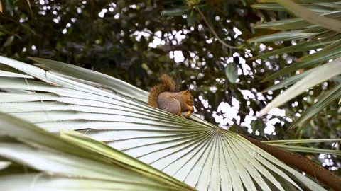 Squirrel nibbles a nut sitting on a palm leaf Stock Footage 154805305