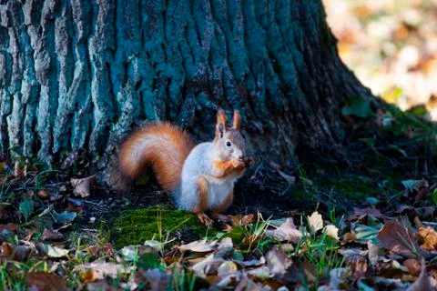 Squirrel nibbles nuts on a background of trees in the forest Stock Photos