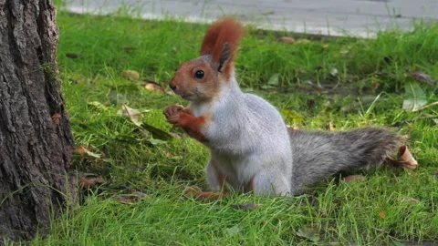 Squirrel nibbles nuts 스톡 동영상 163400227