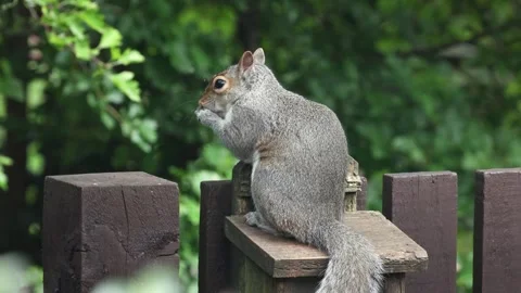 Squirrel nibbles peanut while balanced on rustic garden fence Stock Footage 313401171