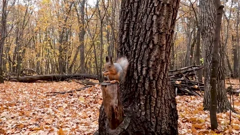 A squirrel nibbles a walnut near a tree in autumn Vídeos de archivo 288736628