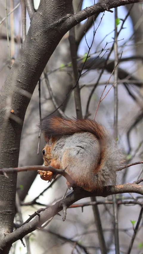A Squirrel Nibbles A Walnut While Sitting On A Tree Branch In An Early Spring Fo Stock Footage 267872387