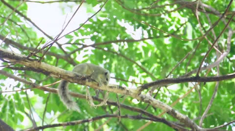A squirrel is nibbling a branch on a tree. (HD footage with sound) Video stock 23233943