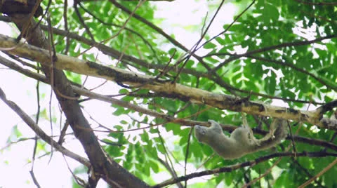 A squirrel is nibbling a branch on a tree. (HD footage with sound) Stock Footage 23234680