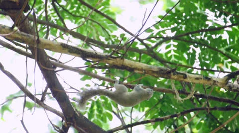 A squirrel is nibbling a branch on a tree. (HD footage with sound) Video stock 23253114