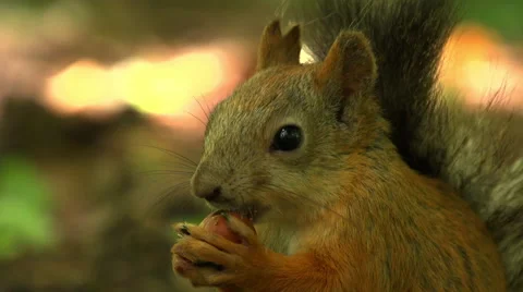 Squirrel nibbling at a nut. Close up Stock Footage 54901073