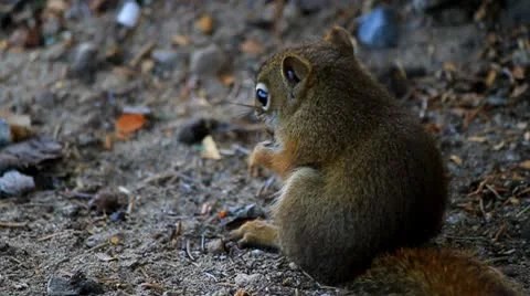 Squirrel nibbling on seed Stock Footage 10746696