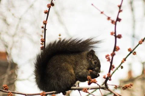 Squirrel Noms Stock Photos