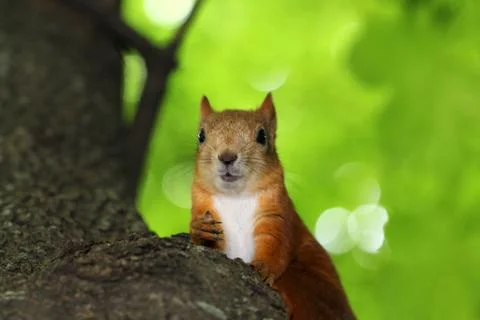 Squirrel nut chewing Stock Photos