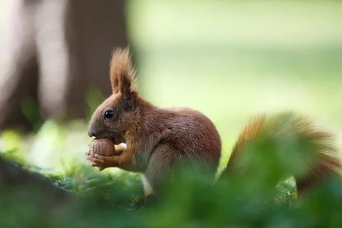 Squirrel nut the eater. Stock Photos