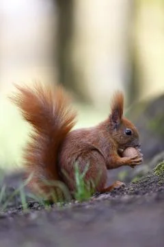 Squirrel nut the eater. Stock Photos