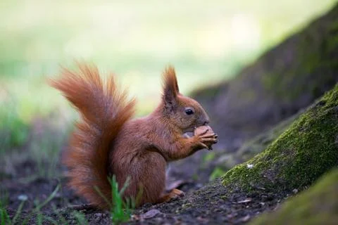 Squirrel nut the eater. Stock Photos