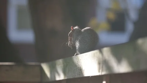 Squirrel Nut Stock Footage 90863538