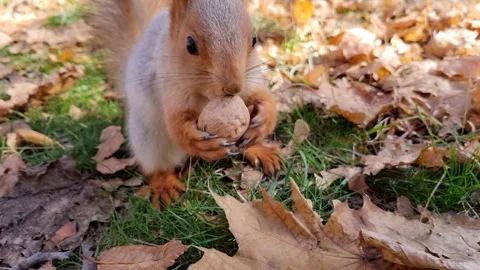 Squirrel with a nut Stock Footage 334934399