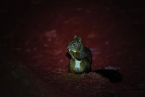 Squirrel with a nut in a forest glade Stock Photos