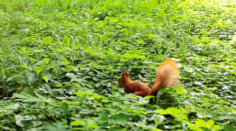 Squirrel With Nut In His Mouth Stock Footage 39145698