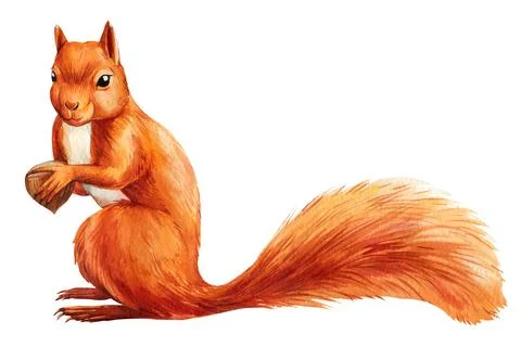 Squirrel with nut on isolated white background, watercolor squirrel, cute animal Illustrazione stock